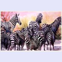 Zebras "The Gathering"